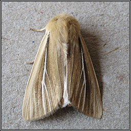 Shore Wainscot, Mythimna litoralis