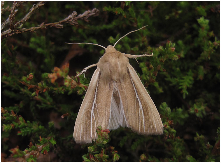 Shore Wainscot, Mythimna litoralis