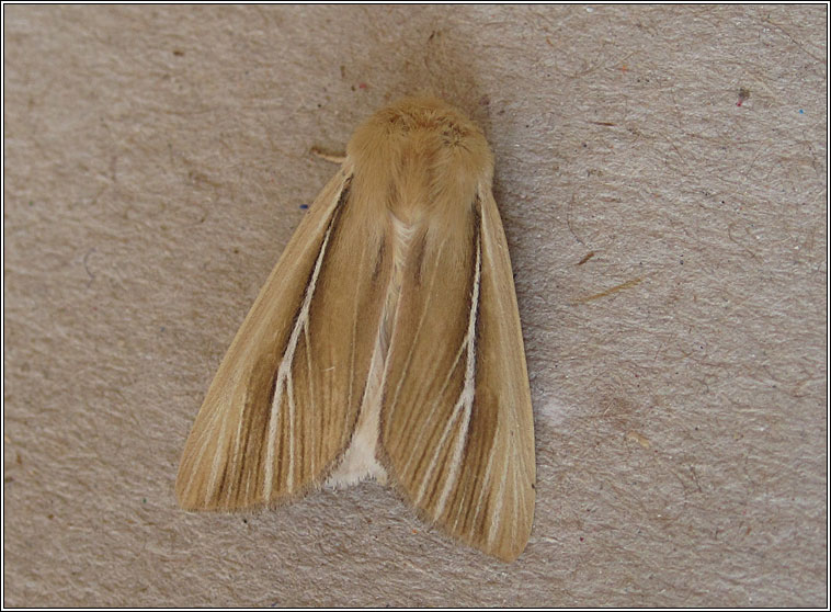 Shore Wainscot, Mythimna litoralis