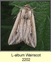 L-album Wainscot, Mythimna l-album