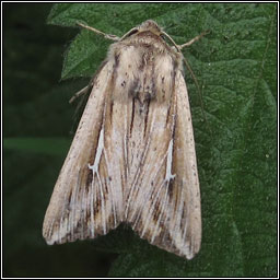 L-album Wainscot, Mythimna l-album