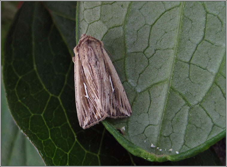 L-album Wainscot, Mythimna l-album