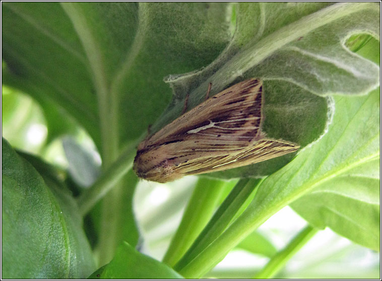 L-album Wainscot, Mythimna l-album