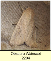 Obscure Wainscot, Mythimna obsoleta