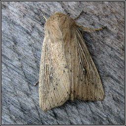 Obscure Wainscot, Mythimna obsoleta