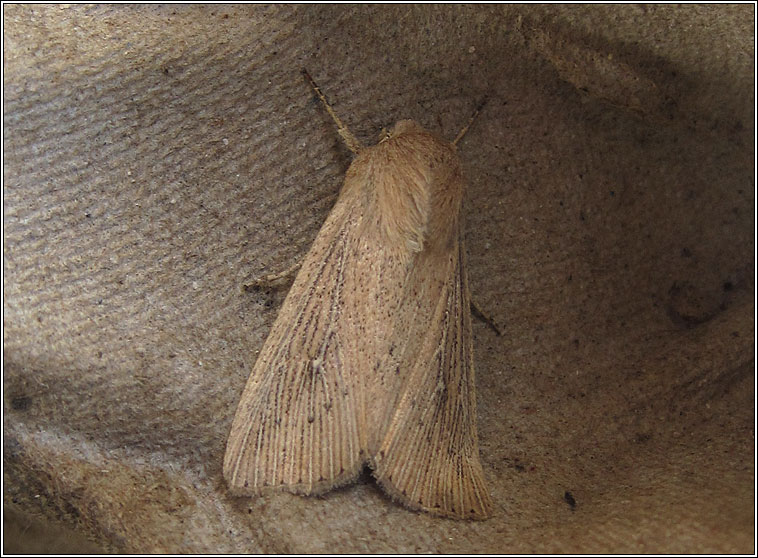 Obscure Wainscot, Mythimna obsoleta