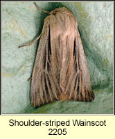 Shoulder-striped Wainscot, Leucania comma