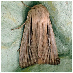 Shoulder-striped Wainscot, Leucania comma