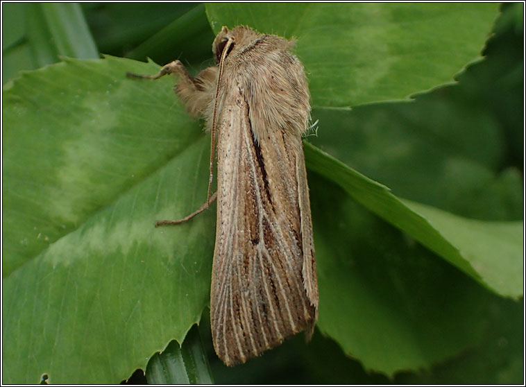 Shoulder-striped Wainscot, Leucania comma