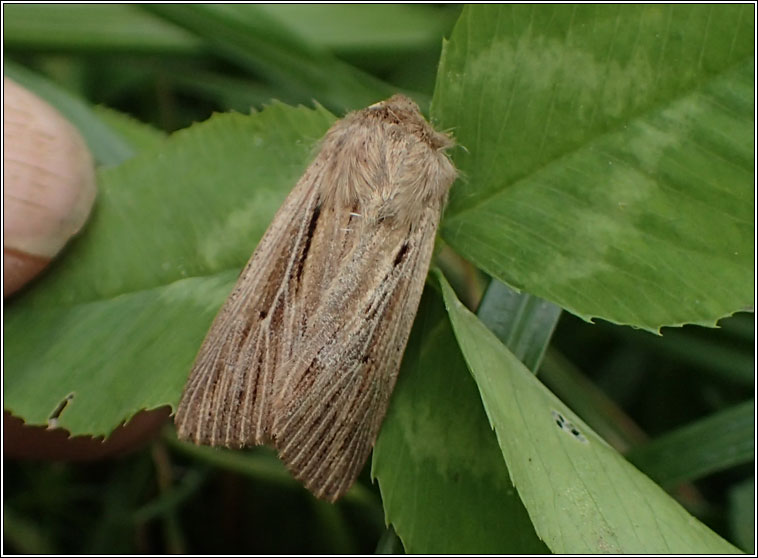 Shoulder-striped Wainscot, Leucania comma