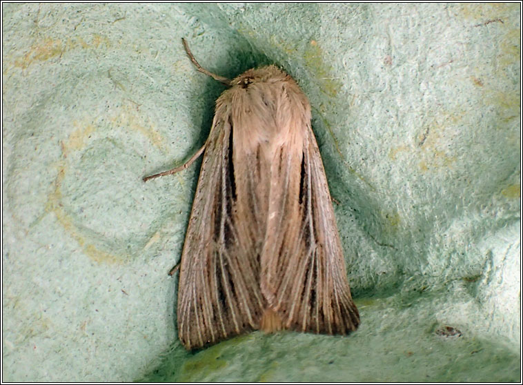 Shoulder-striped Wainscot, Leucania comma