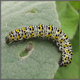 Mullein, Shargacucullia verbasci