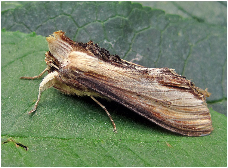 Mullein, Shargacucullia verbasci