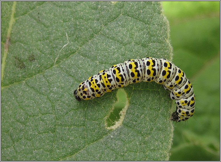 Mullein, Shargacucullia verbasci