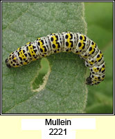 Mullein, Shargacucullia verbasci