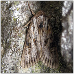 Feathered Brindle, Aporophyla australis