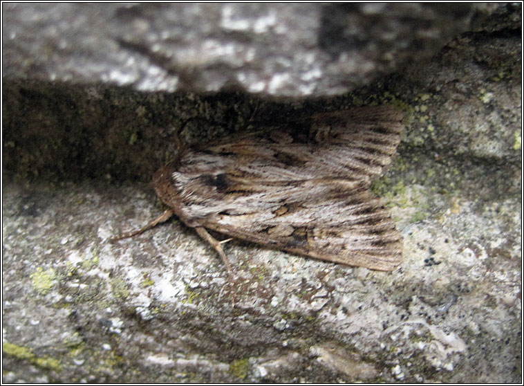 Feathered Brindle, Aporophyla australis