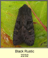 Black Rustic, Aporophyla nigra