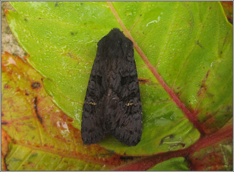 Black Rustic, Aporophyla nigra