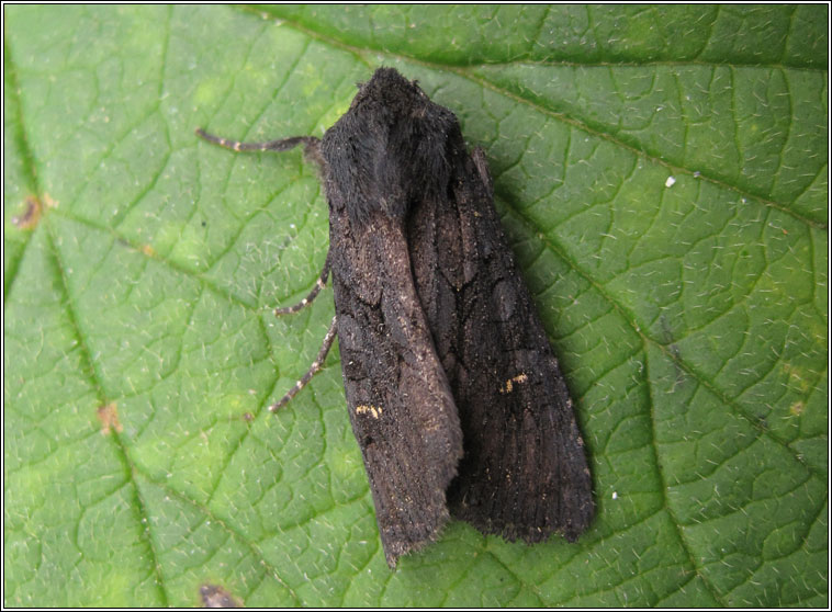 Black Rustic, Aporophyla nigra