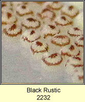 Black Rustic, Aporophyla nigra