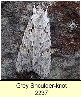 Grey Shoulder-knot, Lithophane ornitopus