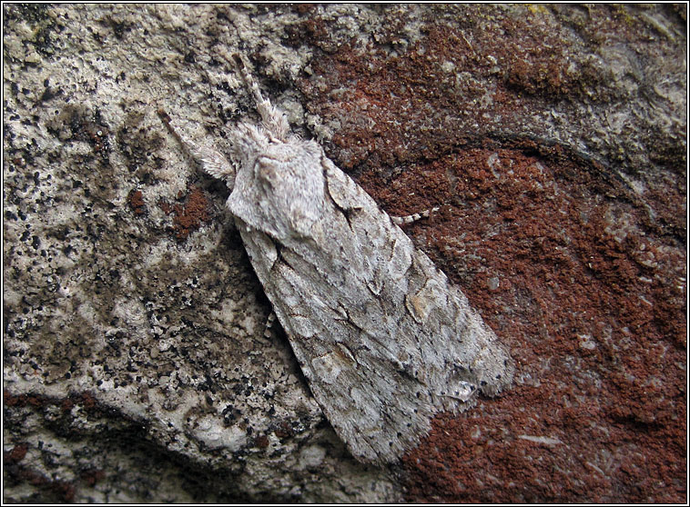 Grey Shoulder-knot, Lithophane ornitopus