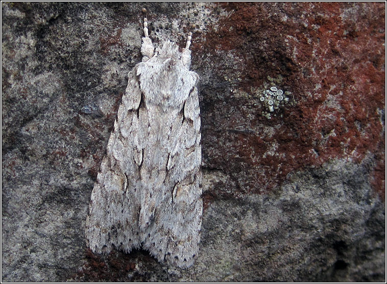 Grey Shoulder-knot, Lithophane ornitopus