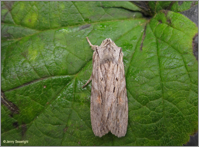 Blair's Shoulder-knot, Lithophane leautieri