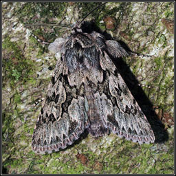 Early Grey, Xylocampa areola