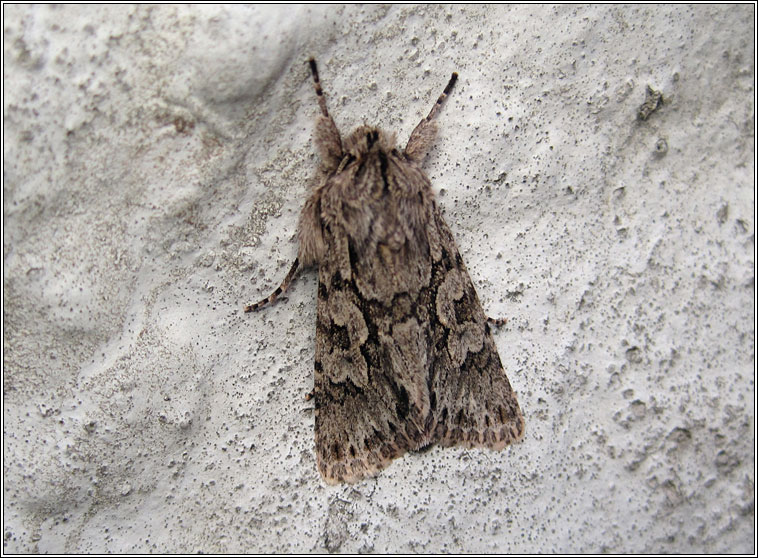 Early Grey, Xylocampa areola