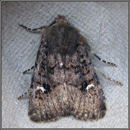 Oak Rustic, Dryobota labecula