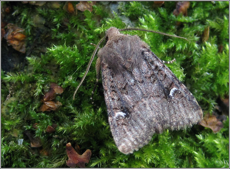 Oak Rustic, Dryobota labecula