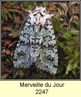 Merveille du Jour, Dichonia aprilina