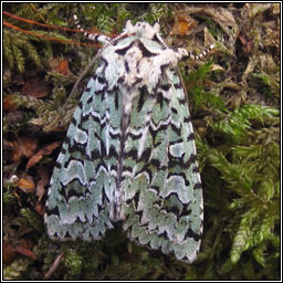 Merveille du Jour, Dichonia aprilina