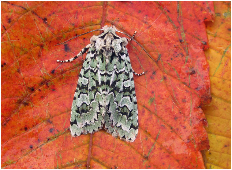 Merveille du Jour, Dichonia aprilina