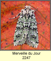 Merveille du Jour, Dichonia aprilina