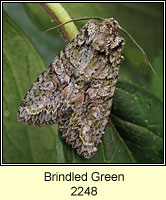 Brindled Green, Dryobotodes eremita