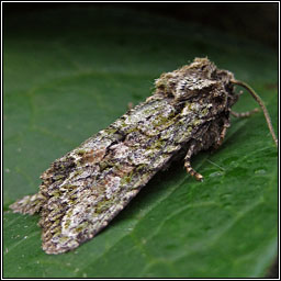 Brindled Green, Dryobotodes eremita