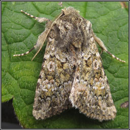 Feathered Ranunculus, Polymixis lichenea