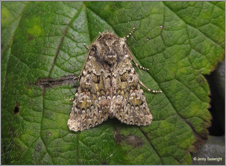 Feathered Ranunculus, Polymixis lichenea