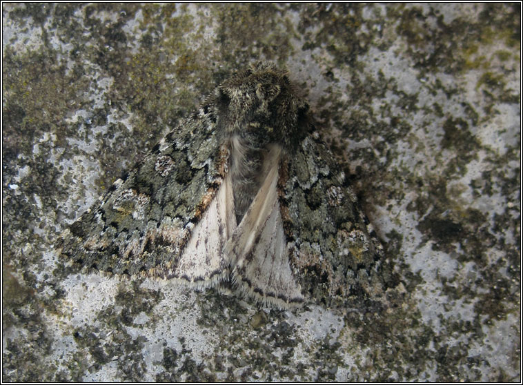 Feathered Ranunculus, Polymixis lichenea