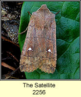 Satellite, Eupsilia transversa