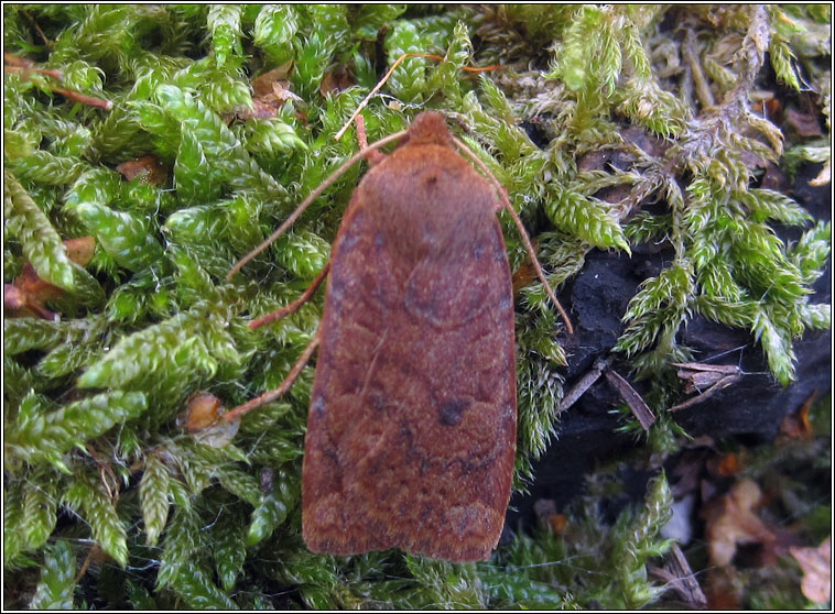 Chestnut, Conistra vaccinii