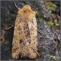 Dotted Chestnut, Conistra rubiginea