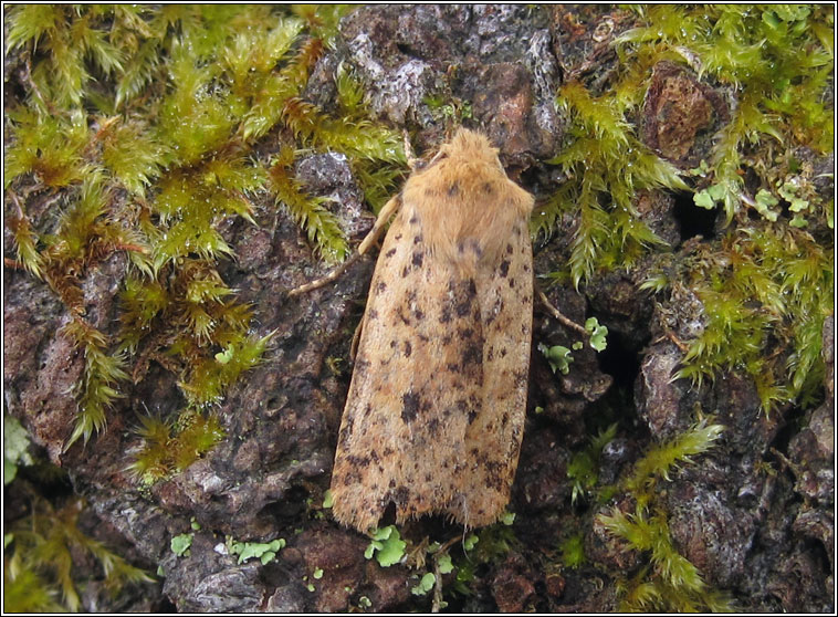 Dotted Chestnut, Conistra rubiginea