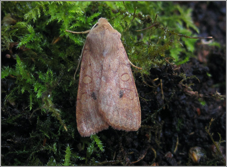 Brick, Agrochola circellaris