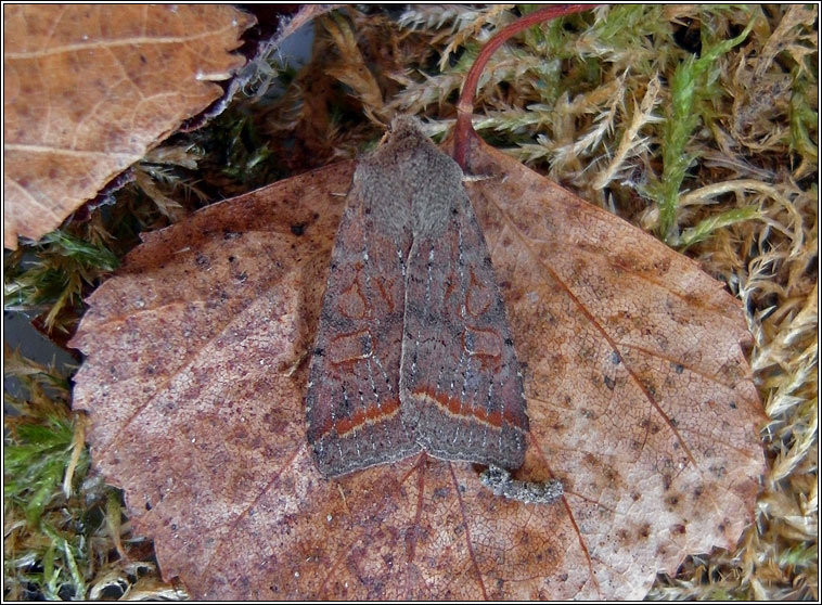 ed-line Quaker, Agrochola lota