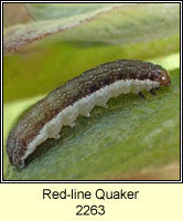 Red-line Quaker, Agrochola lota