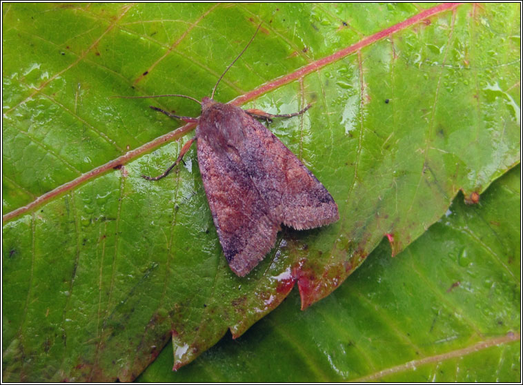 Southern Chestnut, Agrochola haematidea